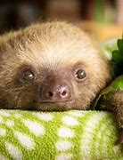 Image result for Adorable Sloth Funny