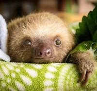 Image result for Funny Baby Sloth