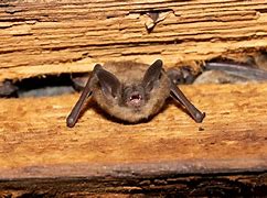 Image result for Little Brown Bat