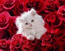 Image result for cats and Roses. Size: 133 x 105. Source: www.pinterest.com
