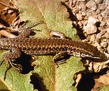 Image result for Aeolian Wall Lizard