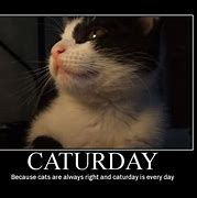 Image result for JPEG Images of Caturday