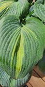 Image result for Hosta Grand Marquee
