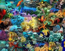 Image result for Under the Sea iPhone Wallpaper