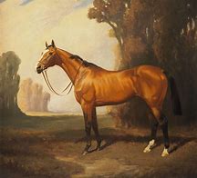 Image result for Thoroughbred Horse Portraits