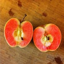 Image result for Mountain Rose Apple