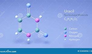 Image result for Uracil Drain