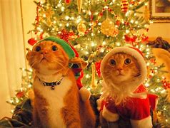 Image result for Funny Christmas Memes 2019