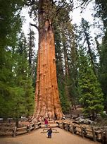 Image result for Biggest Tree in the World California