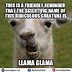 Image result for Llama Memes Clean