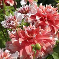 Image result for Dahlia Frost Nip