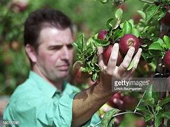 Image result for Red Apple Tree Types