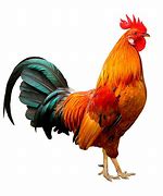 Image result for Du Coq