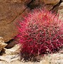 Image result for California Barrel Cactus