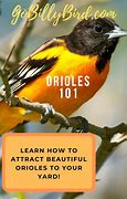 Image result for How to Attract Birds Book