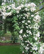 Image result for Muse Rambling Rose