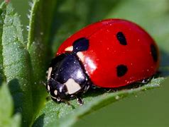 Image result for Tennessee State Insect Ladybug