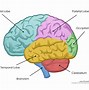 Image result for Brain with Labels