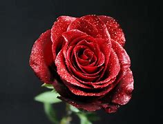 Image result for Un Rose Rouge