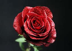 Image result for 2 Rose Rouge