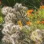 Image result for Cacti Landscape