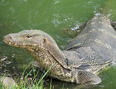 Image result for Monitor Lizard Species