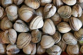 Image result for Caraquet Coquillage