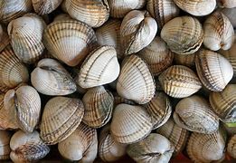 Image result for Clam Gros Coque