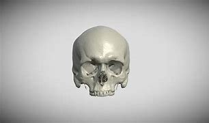 Image result for Free 3D Skull