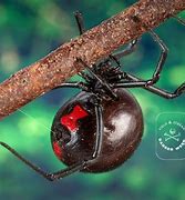 Image result for Deadliest Insect in the World