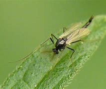 Image result for chironomidae