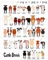 Image result for Cattle Names
