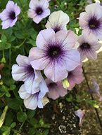 Image result for PETUNIA BLUE VEIN