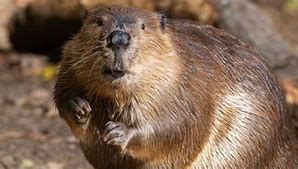 Image result for Pug-Nosed Beaver