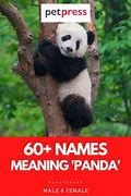 Image result for Panda Names Girl