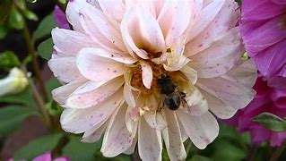 Image result for Dahlia Bee Friendly Mix