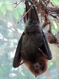 Image result for Pet Fruit Bat Hanging