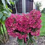 Image result for HYDRANGEA PAN. DIAMANT ROUGE