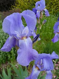 Image result for Iris pallida dalmatica