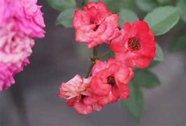 Image result for my rose garden