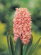 Image result for Hyacinthus Gypsy Queen