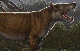 Image result for Largest Mammal Carnivore Animal to Ever Exist