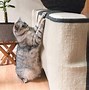 Image result for Couch Cat Meme