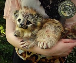 Image result for Life Like Stuffed Animals Realistic