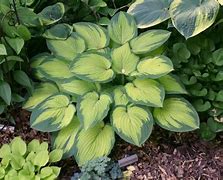 Image result for Hosta Paradigm