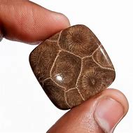 Image result for Square Fossils