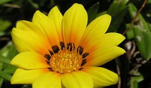 Image result for B and Q Flower Wallpaper