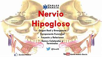 Image result for hipogloso