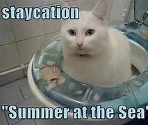 Image result for Staycation Cat Meme