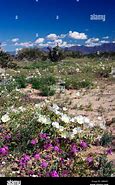 Image result for Mojave Desert in Bloom